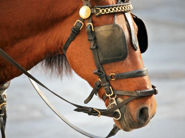 a-horse-wearing-blinkers